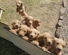 Labradoodle