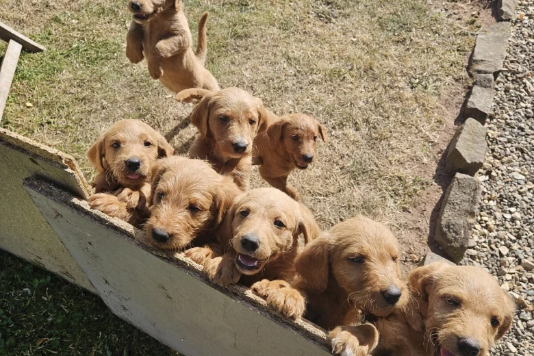 Labradoodle