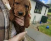 Labradoodle