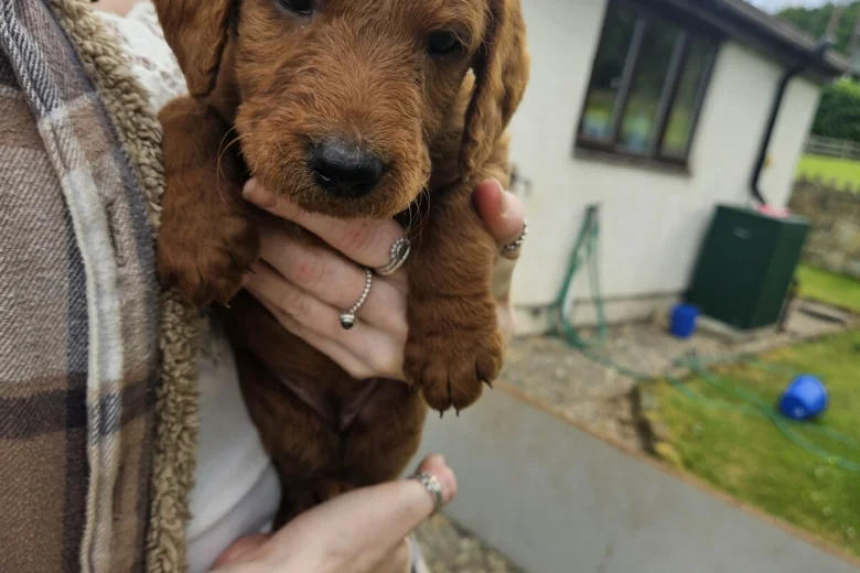 Labradoodle