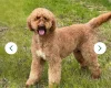 Labradoodle