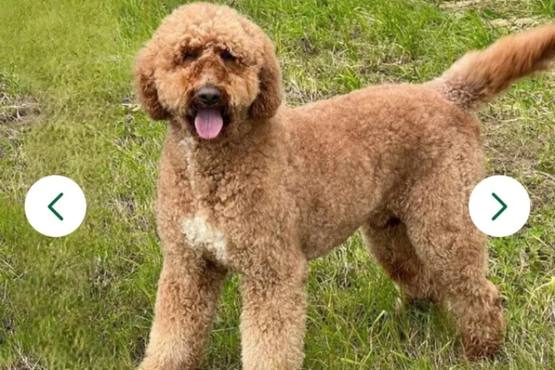 Labradoodle