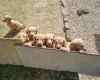 Labradoodle