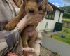 Labradoodle