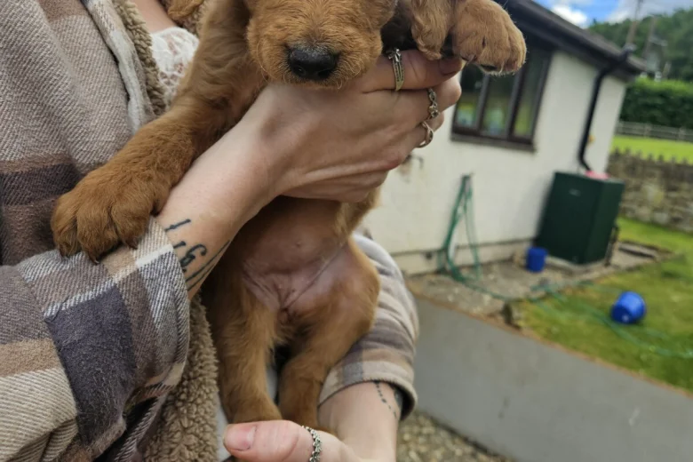 Labradoodle