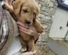 Labradoodle