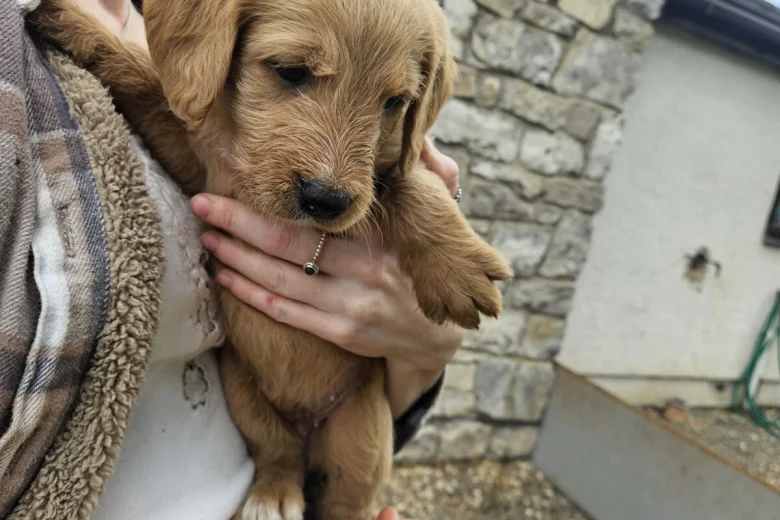 Labradoodle