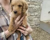 Labradoodle