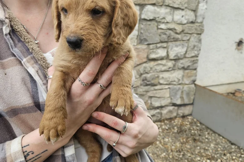 Labradoodle