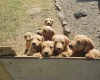 Labradoodle