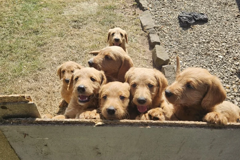 Labradoodle