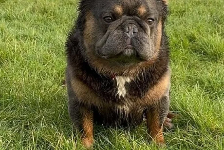 French Bulldog