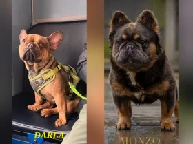 French Bulldog