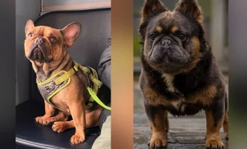 French Bulldog