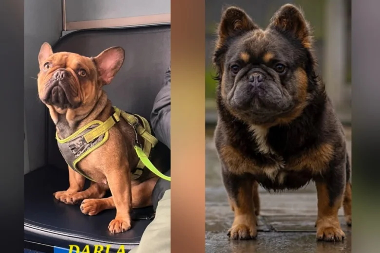 French Bulldog