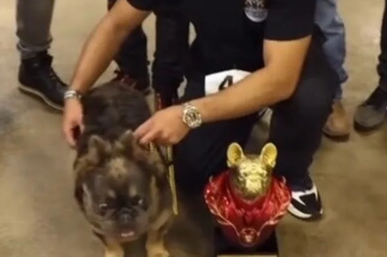 French Bulldog