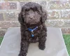 Cavapoo