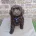 Cavapoo