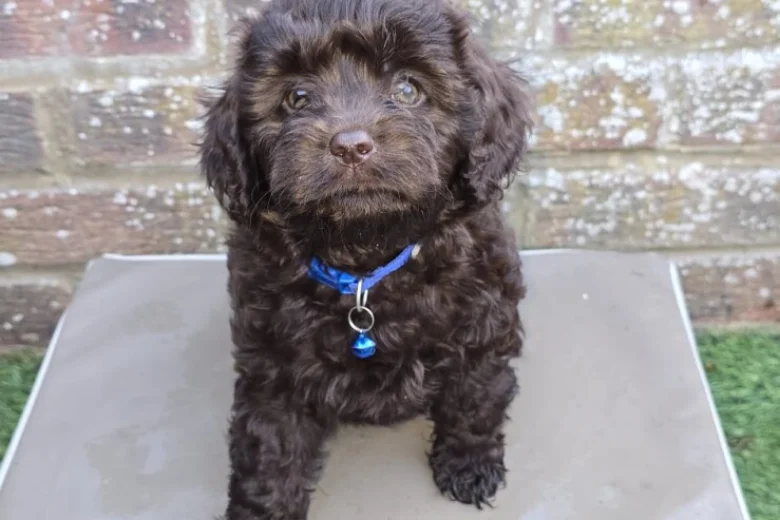 Cavapoo