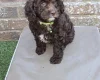 Cavapoo