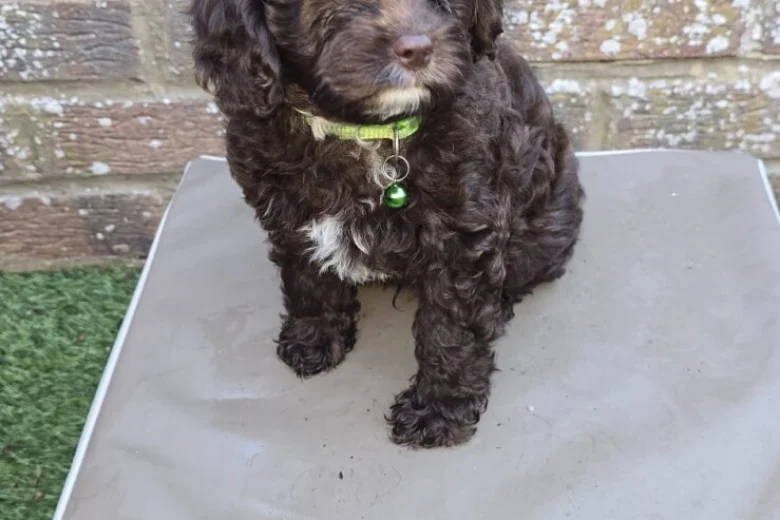 Cavapoo