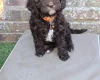 Cavapoo