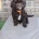 Cavapoo