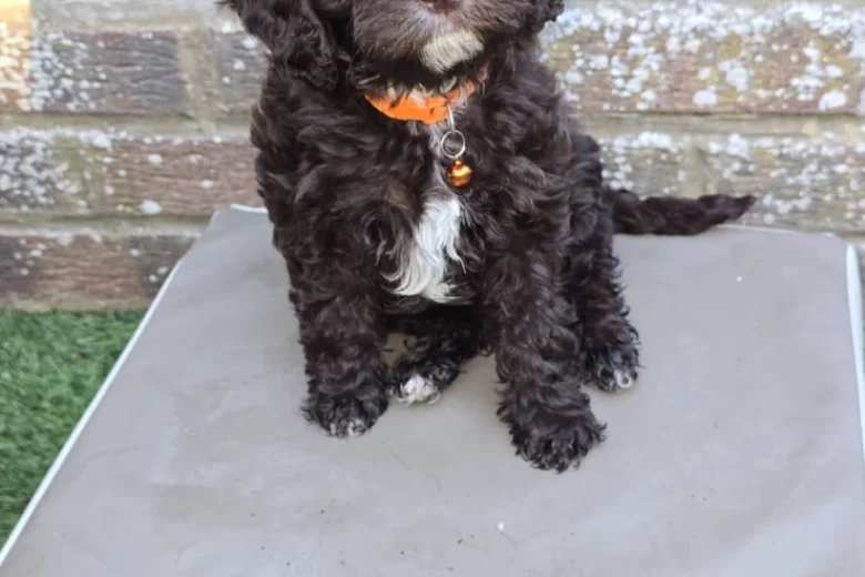 Cavapoo