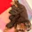Cavapoo