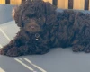 Cavapoo