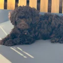 Cavapoo