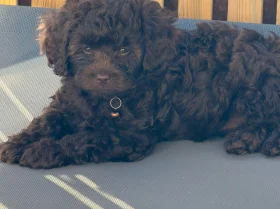 Cavapoo
