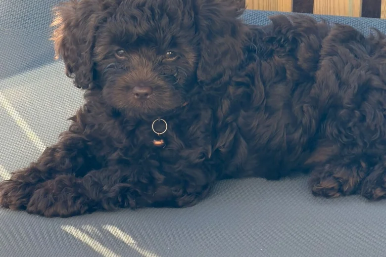 Cavapoo