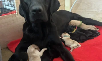 Labrador Retriever