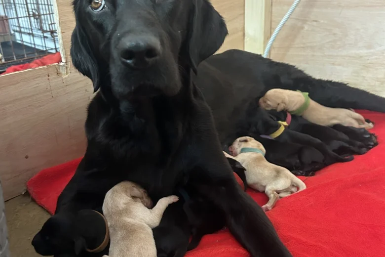Labrador Retriever