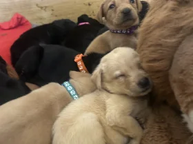 Labrador Retriever