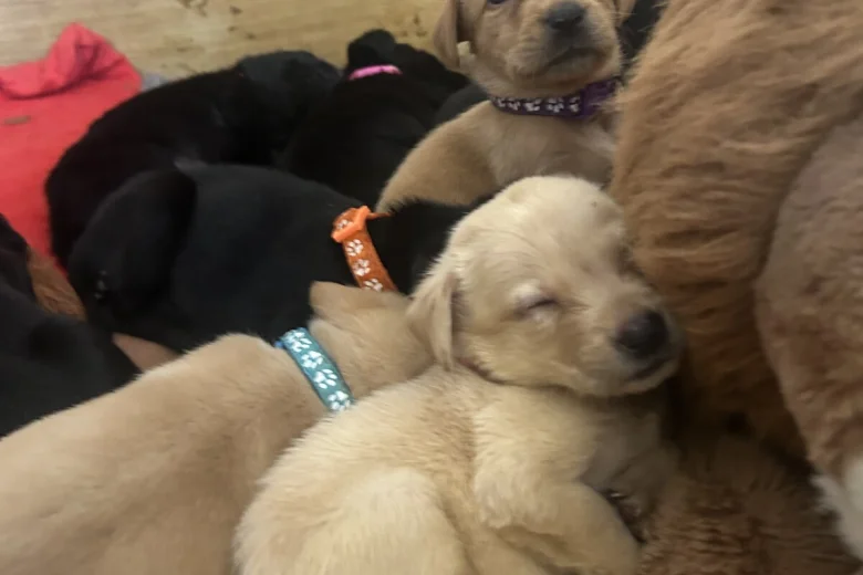 Labrador Retriever