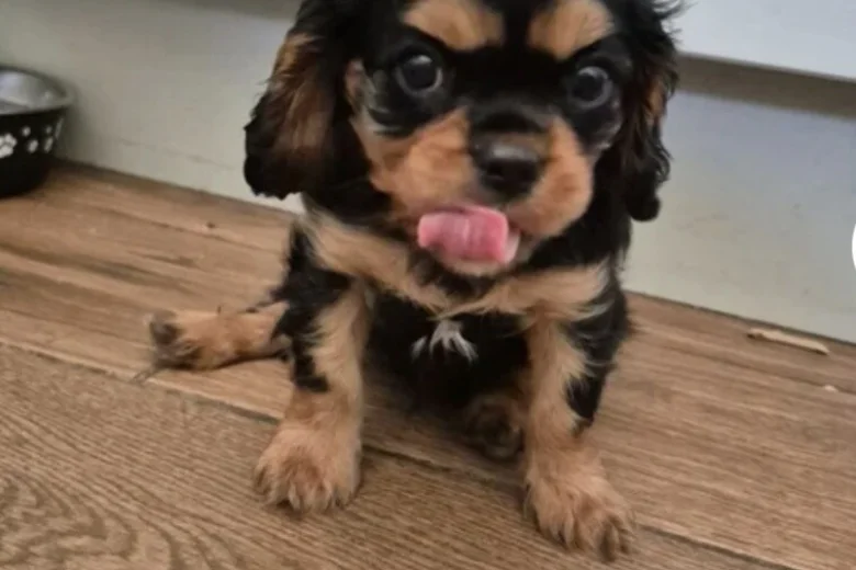 Cavalier King Charles Spaniel