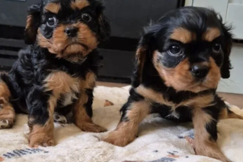 Cavalier King Charles Spaniel