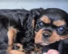Cavalier King Charles Spaniel