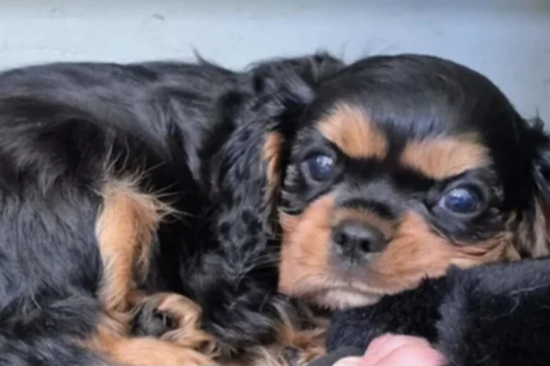 Cavalier King Charles Spaniel