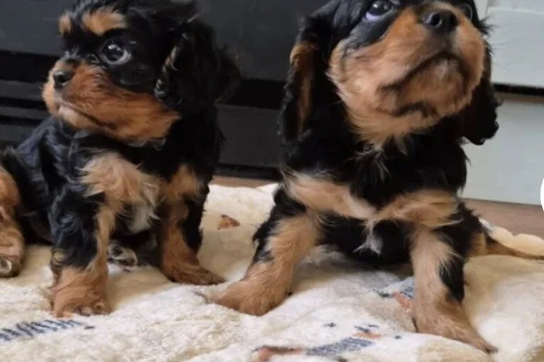 Cavalier King Charles Spaniel