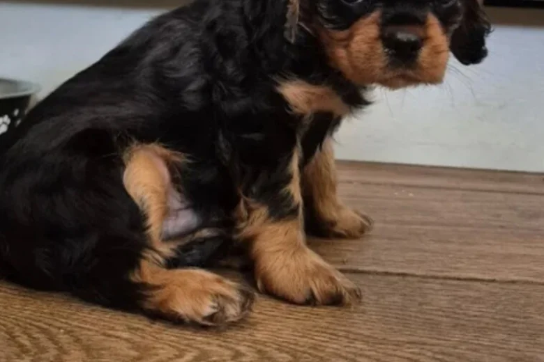 Cavalier King Charles Spaniel