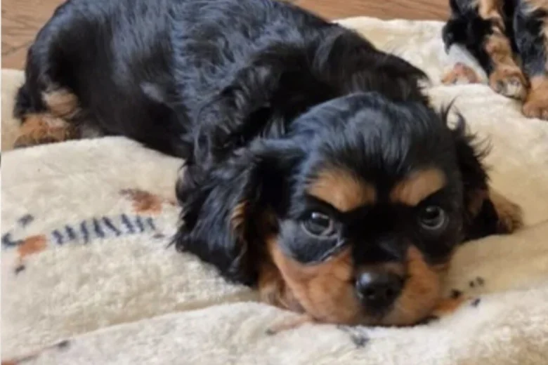 Cavalier King Charles Spaniel