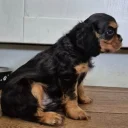 Cavalier King Charles Spaniel