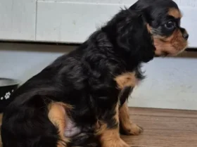 Cavalier King Charles Spaniel