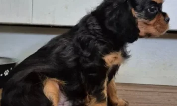 Cavalier King Charles Spaniel