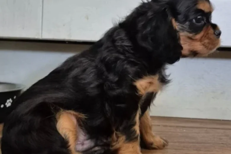 Cavalier King Charles Spaniel