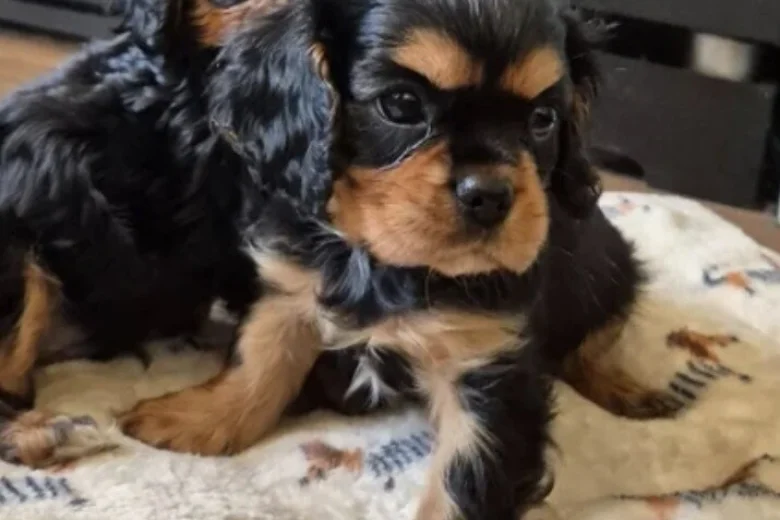 Cavalier King Charles Spaniel