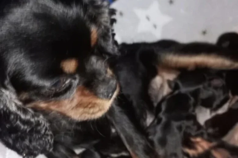 Cavalier King Charles Spaniel